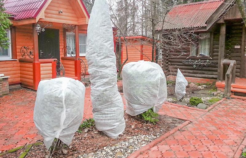 Як правильно утеплити молоді саджанці на зимовий період, щоб уникнути гниття та небажаного проростання.