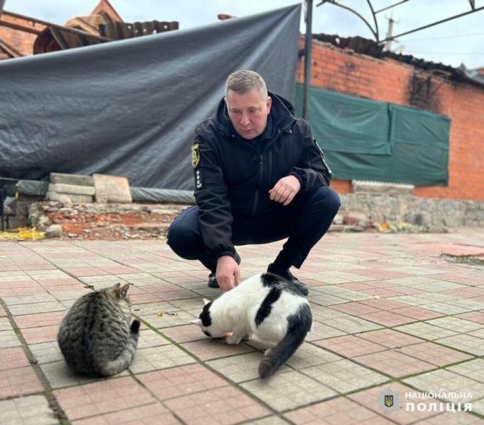 З Вовчанського району було евакуйовано 12 бездомних кішок.